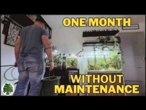 1 Month, No Water Changes: My Aquarium Maintenance Strategy