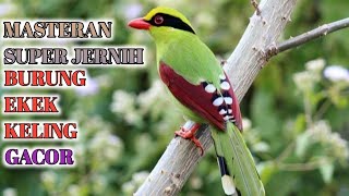 Download lagu MASTERAN SUPER JERNIH BURUNG EKEK KELING GACOR#Masteranekekkeling#Jovin#Ekekkeling mp3 Download lagu MASTERAN SUPER JERNIH BURUNG EKEK KELING GACOR#Masteranekekkeling#Jovin#Ekekkeling mp3