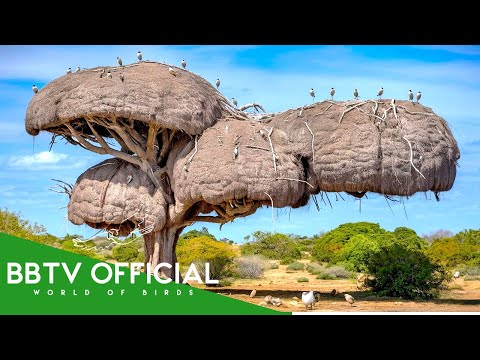 32 Most Amazing Nests In The Animal World | Wildlife Documentary | BBTV Official