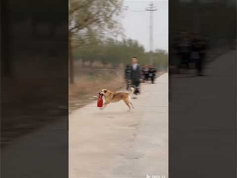 #dogshorts #lifestyle#trendingshort#ihavethisthingwithplants