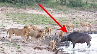 The Great Escape | Buffalo outsmarts pride of lions - Kruger National Park, South Africa