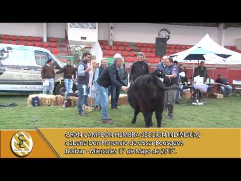 17-05-17 Jura Hembra Sección Individual  - 76º Exposición Angus Otoño - Bolivar