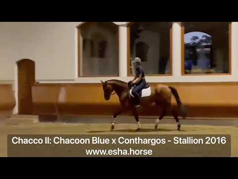 Chacco II: CHACOON BLUE x CONTHARGOS