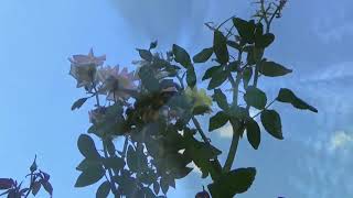 Nana Mouskouri, Roses Blanches de Corfou, 2nd version + Lyrics