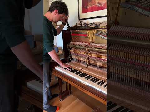 Piano tuning day! 🥳🎶🎹 Here’s Tom and his trusted assistant, Wilma! 😉 🐾 #piano #whippet #shorts