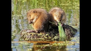 Ловля ондатры капканами зимой в хатках