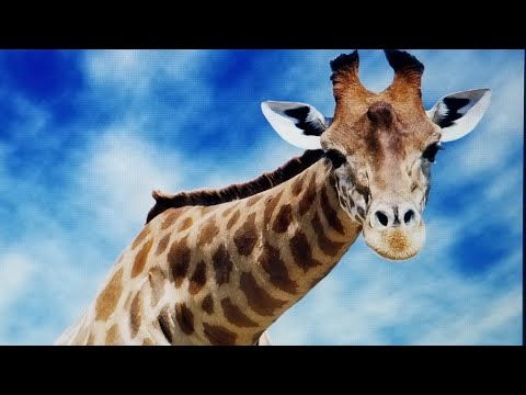 Toon Age Dawn of the Animals Part 7 Underground World