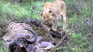 preview picture of video 'Lioness and cubs feeding on buffalo - morning game drive (4 of 6) - spinning around the world'