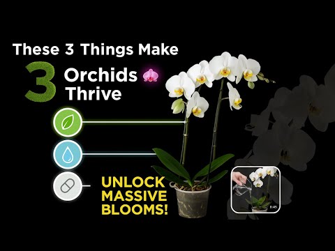 Unlock Perfect Orchid Growth 🌸 3 Proven Secrets for Big Blooms & Healthy Roots! | Orchid Care Guide