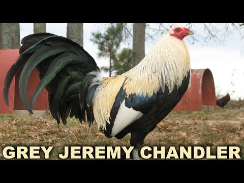 Jeremy Chandler Grey Leiper Hatch Asil - JGB Mexico Juan Santos