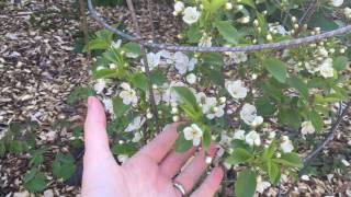 Bush Cherries??  Hardy, Sweet Cherries on a 6 FT Bush!