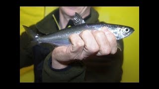 Ловля ряпушки рипуса енисей с берега
