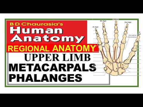 Chp2 | METACARPALS | PHALANGES | Upper Limb Bones | BD Chaurasia Regional Anatomy | Dr Asif Lectures