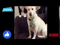 A Cat Thinks Long Before Hitting A Dog