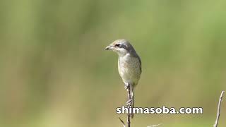 チゴハヤブサ、カンムリワシ、シマアカモズ(動画あり)