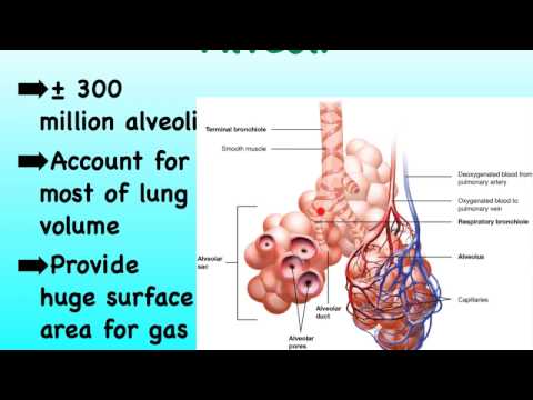 05F Respiratory Alveoli Resp Membrane