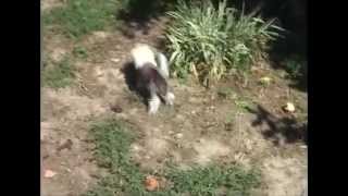 Legion of Dream Linden Honey