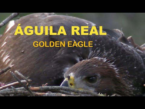 AGUILA REAL ( Aquila chrysaetos )  Golden eagle