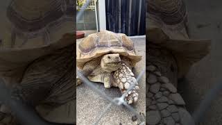ご飯待ちのピザちゃん#turtlewatching #reptiles #リクガメ #animals