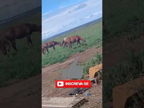 Cavalos Selvagens em Mato Grosso 🐎🌾 #Agro #WildHorses #Nature