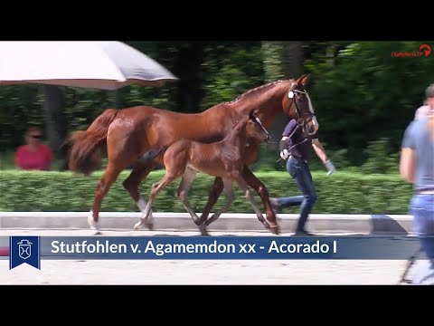 Fohlen v. Agamemdon xx - Acorado I