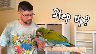 Does the Parrot Actually Want to Step Up?