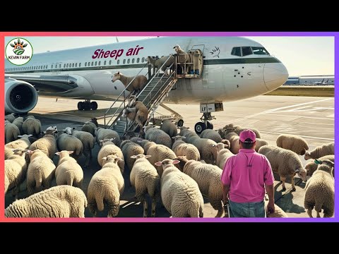 Sheep Farming 🐑 How to Export Millions of Sheep, Cows, and Pigs Abroad | Farming Documentary