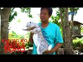 Kapuso Mo, Jessica Soho: Giant bunnies!