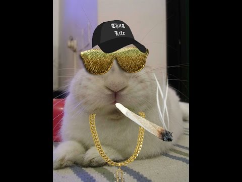Blu coniglio nano: Thug life 2 -
