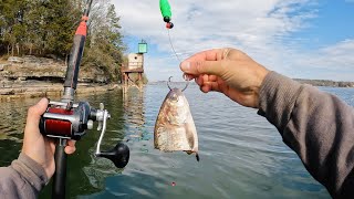 Cut Shad vs. Winter Catfish | Simple and Proven Technique for Cold Water Catfishing