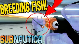 New Cute Fish Whale Leviathan Hunting Ground Subnautica Below fish whale leviathan hunting ground