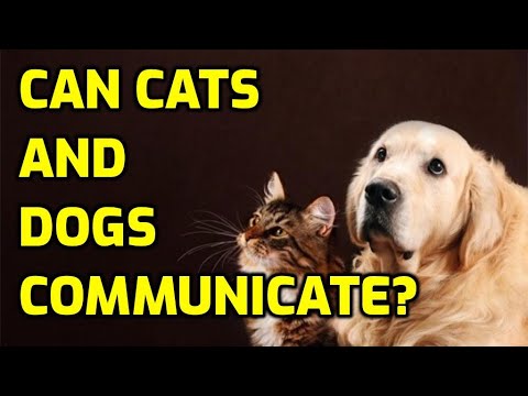 Can Cats And Dogs Talk To Each Other?