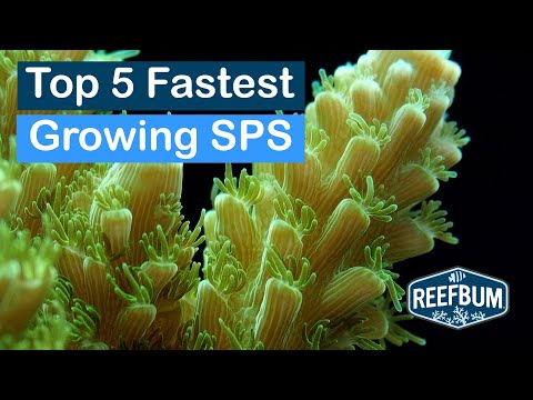 Top 5 Fastest Growing SPS Corals