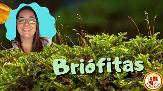 Briófitas