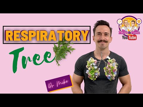 Respiratory Tree | Airways, Branches, and Cross-sectional Area
