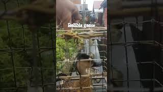 Download lagu pikat belibis gacor mp3