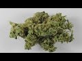 Marijuana Testing Yields Fascinating Results