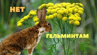 Дегельминтизация кроликов / Пижма, Полынь, Хвоя / Убиваем паразитов