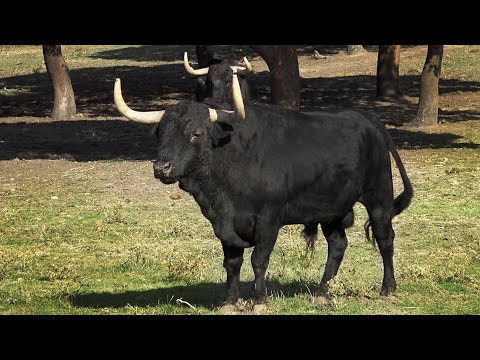 Los Toros Bravos que vi en Valdefresno la última vez que fui