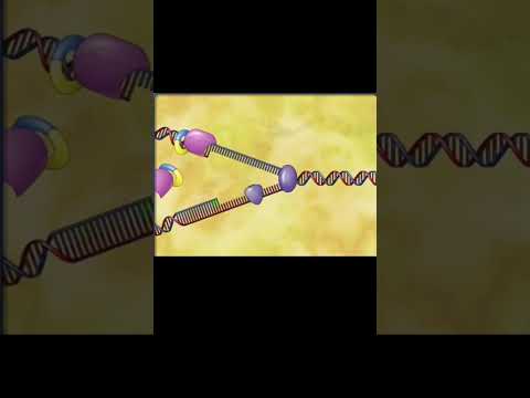 DNA Replication (Replication fork)
