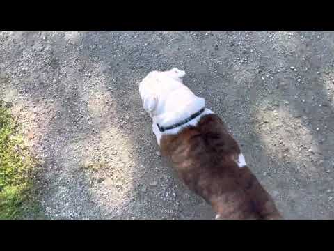 Woofer Walk/ Fri.Morn./ 09.24.2021 (1)