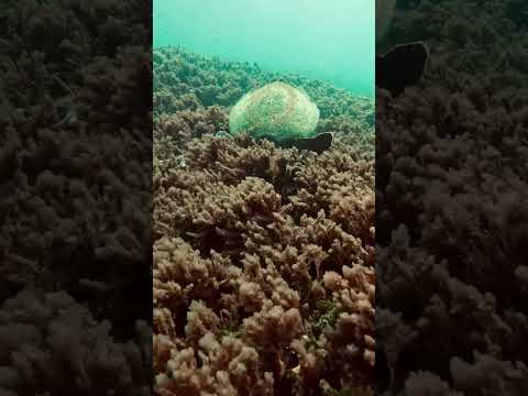 #1million #beach #sea #nature #sea turtle#mychannel #viralshorts #1000subscriber #1k