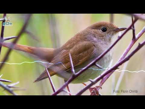 Privighetoarea de zăvoi (Luscinia luscinia)