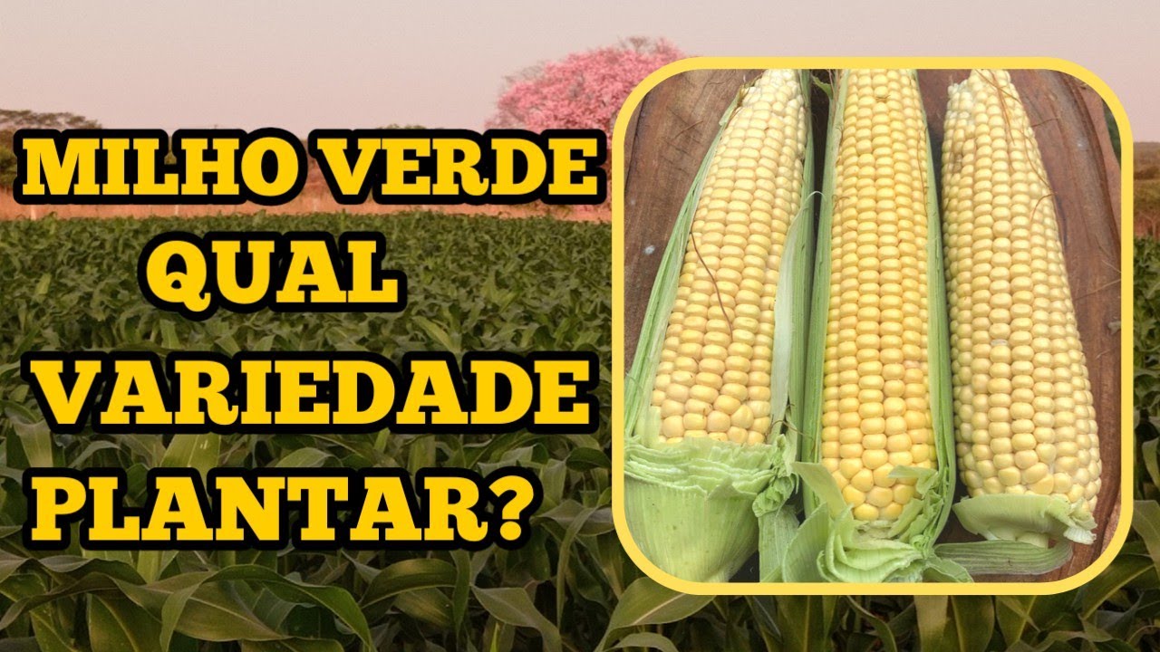 Qual variedade de MILHO VERDE devo PLANTAR?