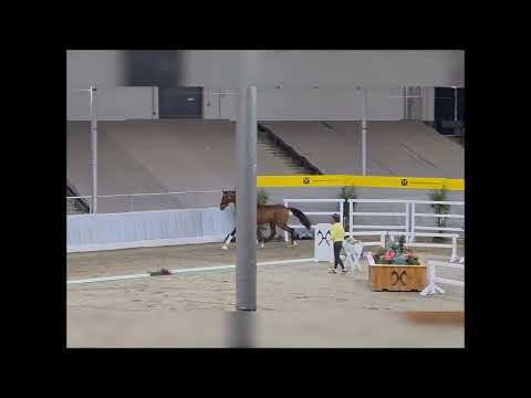 Vaderland x Sir Donnerhall  -  Weissena Stamm -  zugelassen zur Hannoveraner Hengstkörung 2025