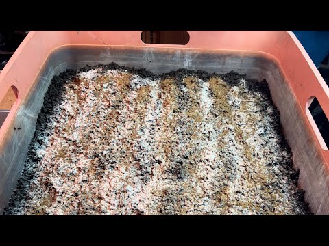 Adding in a New Batch of Babies Plus Fluff and Feed.