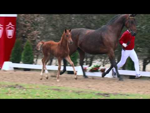 65 Sabatina SF v. Symphonic - Weltmeyer