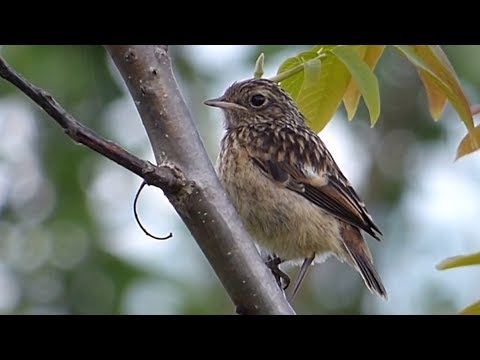 Ptice Hrvatske - Crnoglavi batić, mladi  (Saxicola rubicola) (Stonechat, juvenile) (1/1)