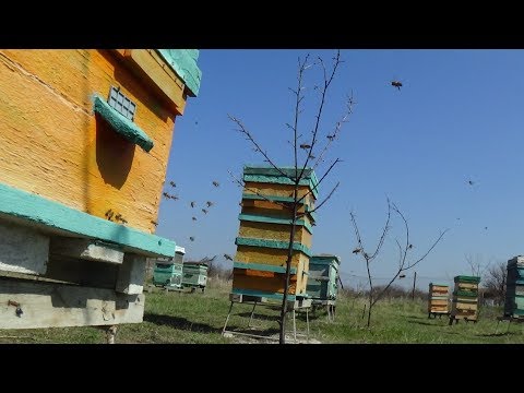 Взяток на любительском точке весной