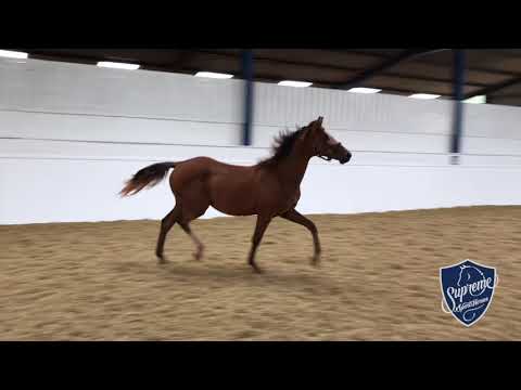 'QUANTUM OF SOLACE'  - 2017 Colt by Quite Rubin x Chico's Boy x Mythos